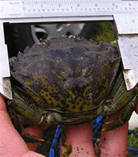 European Green Crab Identification, Photos, Biology - Alaska Invasive Species, Alaska Department ...