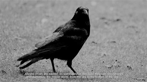 Murder of Crows - kristiinakoskentola