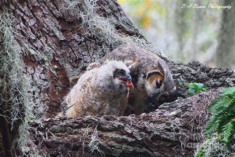 Baby Owl Feeding Photograph by Barbara Bowen