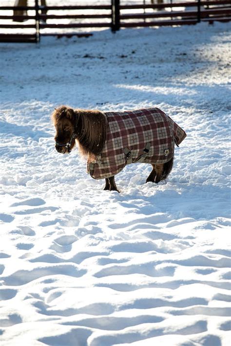 Brown Long Coated Horse on Snow Covered Ground · Free Stock Photo