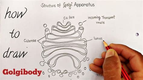 Labelled Diagram Of Golgi Apparatus