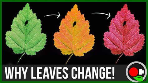 Why Leaves Change Color: Untamed Science - YouTube