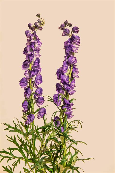 Buy Wolfsbane, Monkshood | Fresh Flower