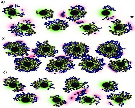 4: Snapshots of erythropoiesis simulation in a section of the bone ...