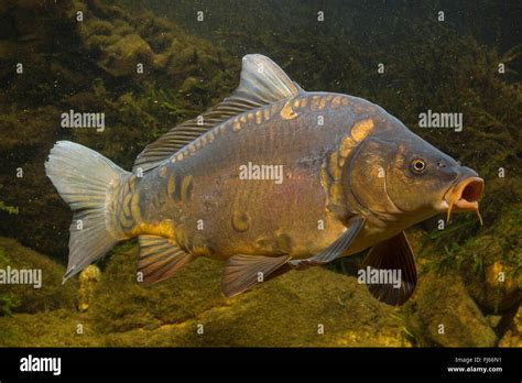 carp, common carp, European carp (Cyprinus carpio), mirror carp Stock ...