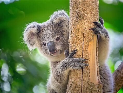 Koala Facts: Animals of Oceania - WorldAtlas.com