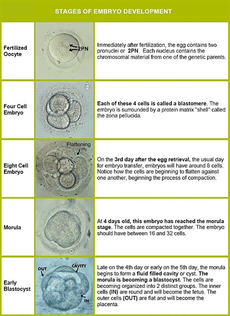 Stages of Embryos | Pacific Fertility Center