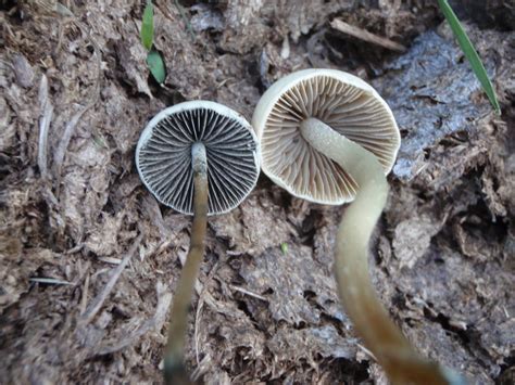 Pan Cyans? - Mushroom Hunting and Identification - Shroomery Message Board