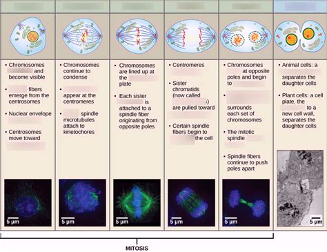 Mitosis Definition Diagram Stages Of Mitosis