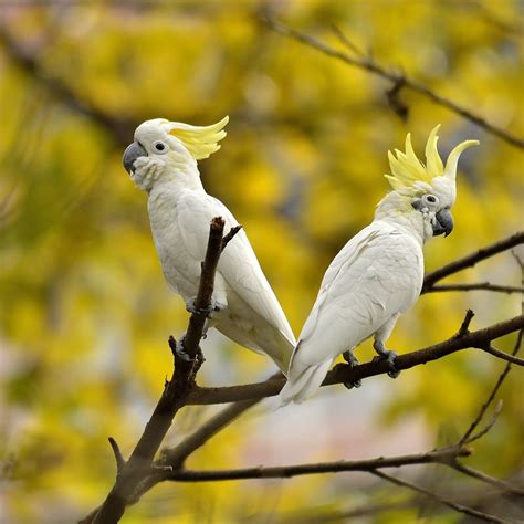 8 Popular Large Birds to Keep as Pets