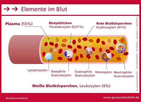 Blutplasma - Aufgaben, Funktionen und Herstellung