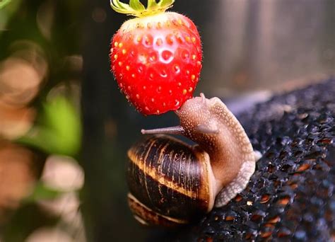 What Do Snails Eat? 11 Things You Didn't Know About Snails Food