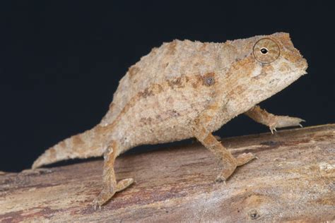 Bearded Leaf Chameleon Care Sheet - Reptiles Magazine