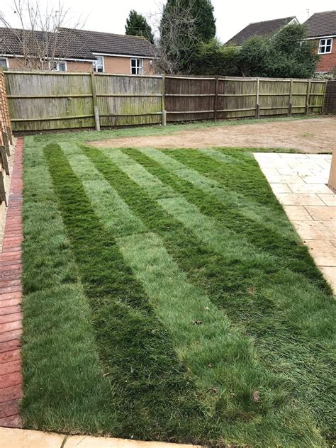 New Post -> Lawn scarifying and seeding on TIDY GARDENS Last minute scarifying and overseeding ...