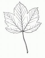 Maple coloring Page  ColouringPages sketch template