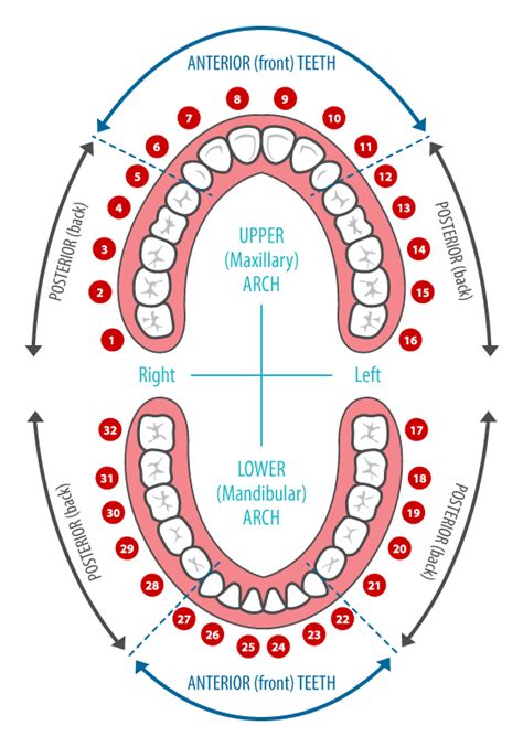 Dental Care Associates of Waycross | Tooth Chart