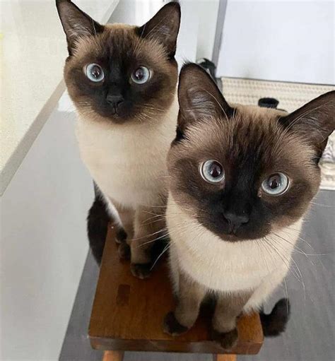 Cat Chit Chat: Portrait of old-style Siamese cat twins