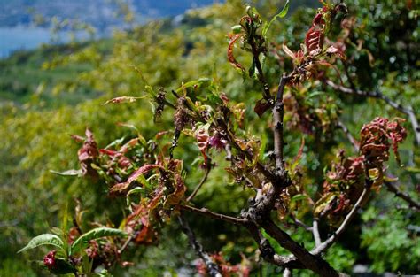 Peach Leaf Curl: Symptoms, Treatment and Control | Planet Natural