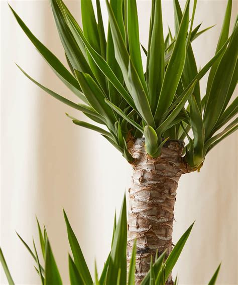 Yucca Cane 101: How to Care for Yucca Canes | Bloomscape in 2023 | Yucca plant, Yucca plant ...