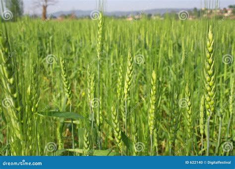 Wheat Cultivation And Farming Stock Photo - Image: 622140