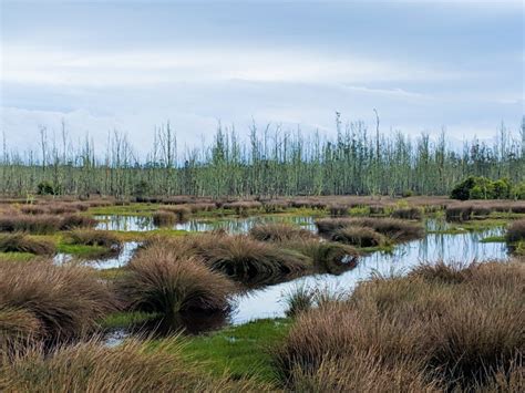 5 Fun Facts About Bogs – International Nature Detectives Association, Jr.