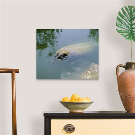 Manatee Eating Lettuce Florida Keys FL Wall Art, Canvas Prints, Framed ...