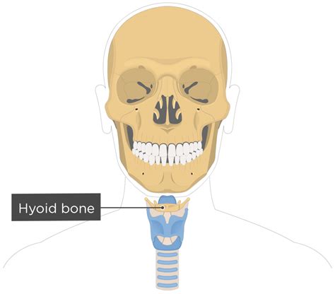 Hyoid Bone On Skeleton