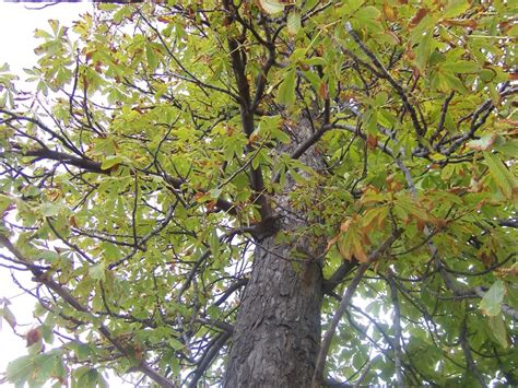 Chestnut Tree Pictures, Facts on Chestnut Trees