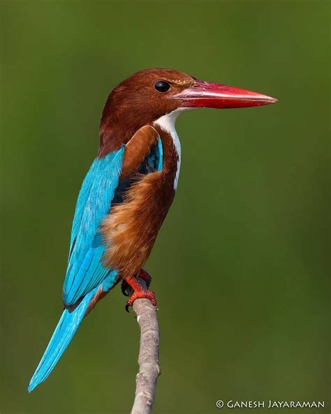 White-throated Kingfisher or White-breasted Kingfisher (Halcyon smyrnensis) - widely distributed ...