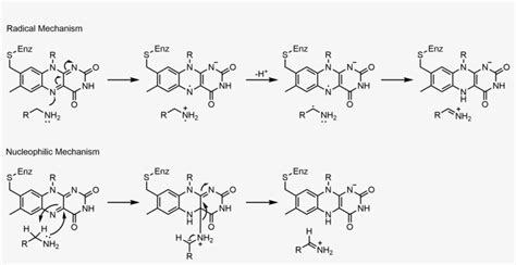 Mao Mechanisms - Monoamine Oxidase Reaction Mechanism Transparent PNG ...