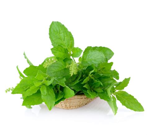 Tulsi Ark – Uses, Benefits and Dosage | Kapiva