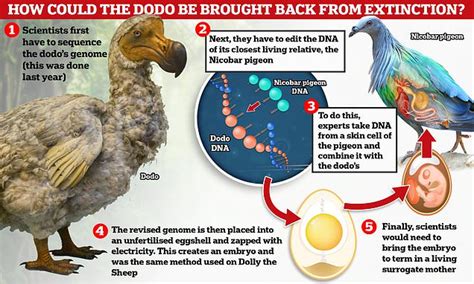 Scientists begin project to bring back the extinct dodo | Daily Mail Online