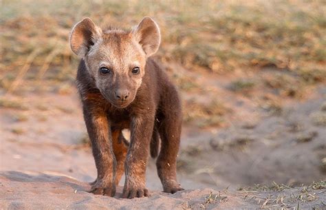 Zambia Wildlife Photos – Award winning images & pictures! | Wildlife ...