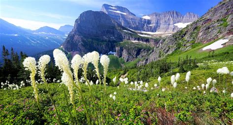 Bear Safety In Glacier National Park: Everything Hikers Should Not Be Doing | Flipboard