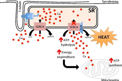 [PDF] Skeletal Muscle Thermogenesis and Its Role in Whole Body Energy Metabolism | Semantic Scholar