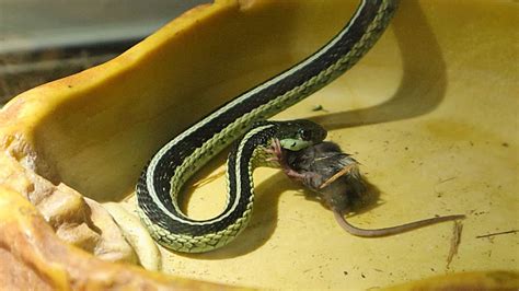 Garter Snake Eating Mouse