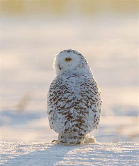 Snowy Owls - Wanderlust Imagery