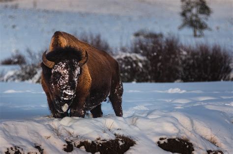 Winter Family Fun in West Yellowstone - Destination Yellowstone