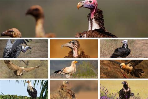 African Vulture Species