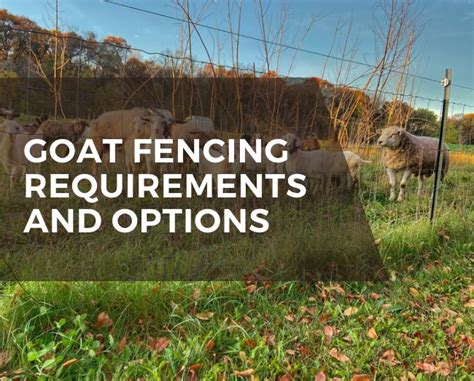 Goat fencing requirements and options - Grazing with Leslie