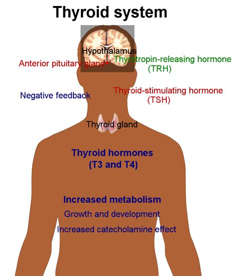 Regulation of Hormone Production | Boundless Biology