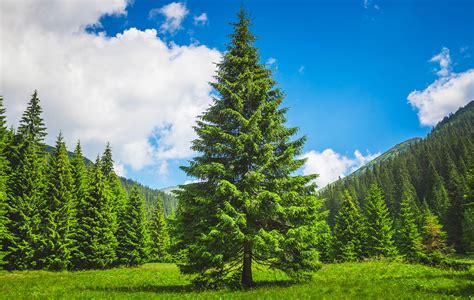 What gives pine trees that fresh scent? - Earth.com