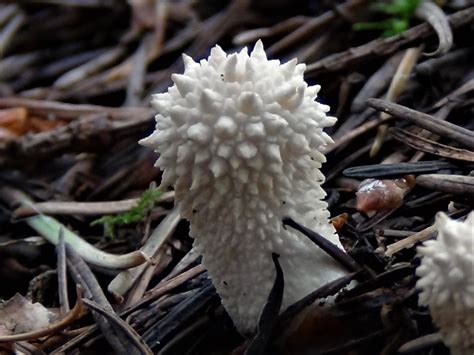 Common Puffball