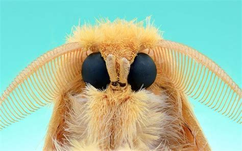 Extreme Macro Close-Ups Of Insect Faces by Yudy Sauw | Cute moth, Insects, Macro photography insects