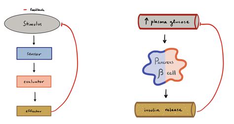 Feedback Mechanism - The Definitive Guide | Biology Dictionary