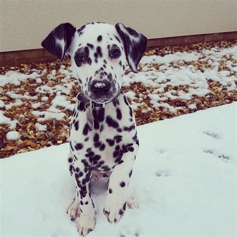 Dalmatian Nation on Instagram: “Snowy puppy Via @yasminbrandx #DalmatianNation” | Dalmatian ...
