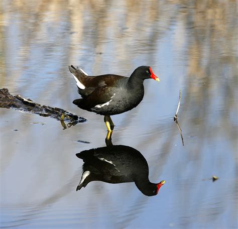 Common Moorhen – DearTexas,