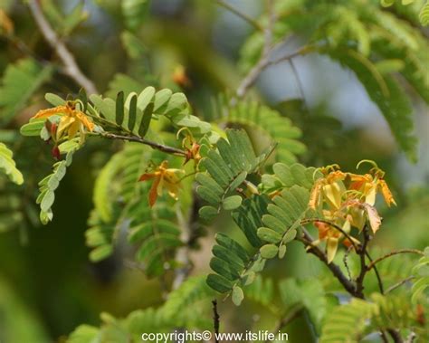 Tamarind Tree | itslife.in