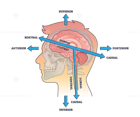 Rostral vs caudal head axis description for head anatomy outline diagram | Head anatomy, Anatomy ...