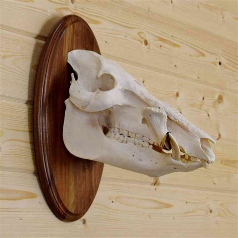 Hog European Skull Mount on Wooden Plaque - SW3772 | Skulls for sale ...